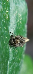 Wagneriana