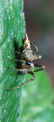 Wagneriana