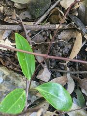 Clematis crassifolia