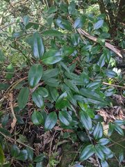 Clematis crassifolia