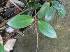 Clematis crassifolia