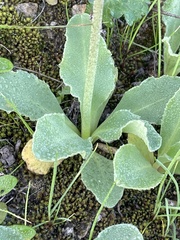 Primula clevelandii