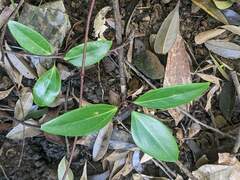 Clematis crassifolia
