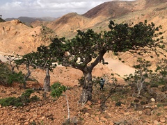 Burseraceae