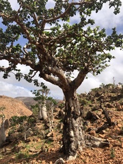 Burseraceae