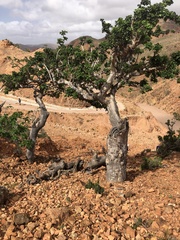 Burseraceae