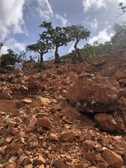 Burseraceae