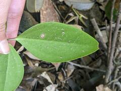 Clematis crassifolia