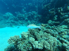 Parupeneus heptacantha