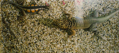 Black Lava Lizard photo 3
