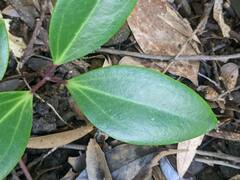 Clematis crassifolia