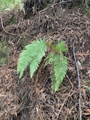 Polystichum dudleyi