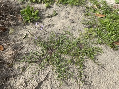 Nuttallanthus canadensis