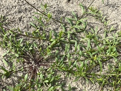 Nuttallanthus canadensis