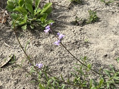 Nuttallanthus canadensis