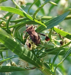 Leptoglossus concaviusculus