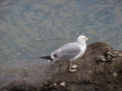 Larus michahellis