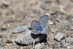 Pseudophilotes baton