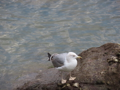Larus michahellis