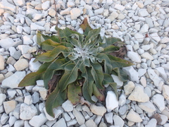 Verbascum gnaphalodes