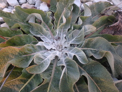 Verbascum gnaphalodes