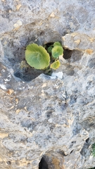 Umbilicus intermedius