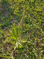 Oxypetalum solanoides