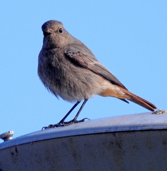 Phoenicurus ochruros