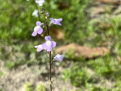Nuttallanthus canadensis