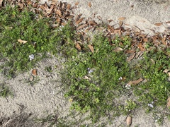 Nuttallanthus canadensis