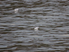 Chroicocephalus ridibundus