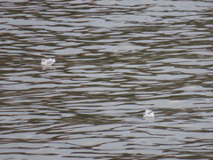 Chroicocephalus ridibundus