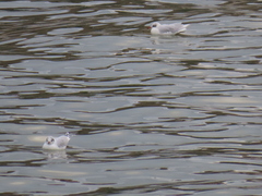 Chroicocephalus ridibundus