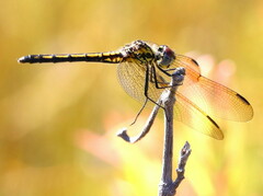 Trithemis stictica