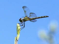 Trithemis stictica