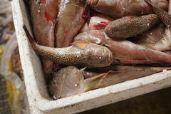 Uranoscopus japonicus