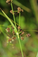 Scirpus hattorianus