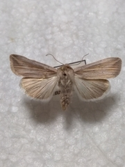 Mythimna riparia