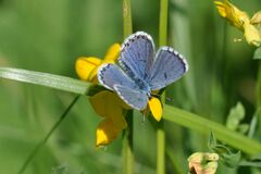 Pseudophilotes baton