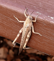 Anacridium aegyptium