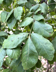 Zanthoxylum arborescens