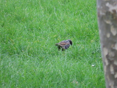 Sturnus vulgaris