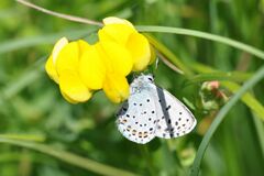 Pseudophilotes baton