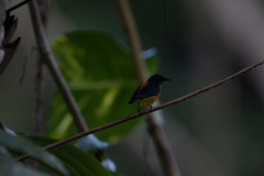 Dicaeum trigonostigma