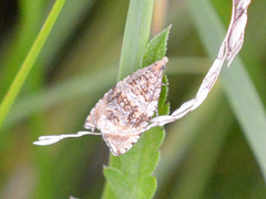 Syricoris