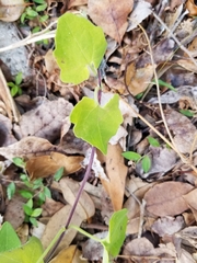Mikania cordifolia