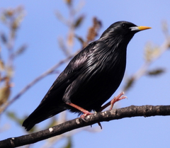 Sturnus unicolor