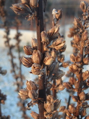 Verbascum gnaphalodes