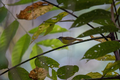 Abroscopus superciliaris