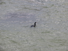 Phalacrocorax carbo